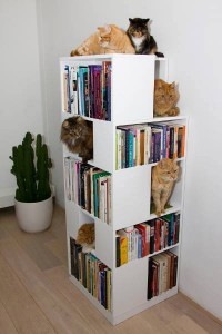 macska könyvek