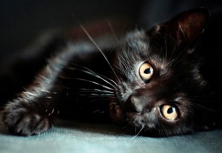 fekete cica