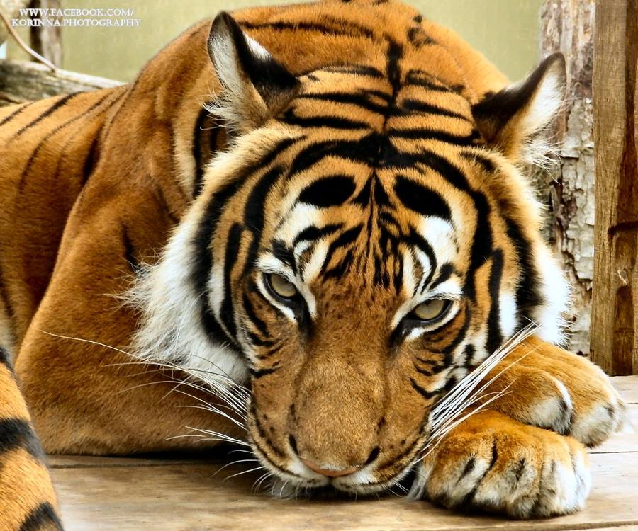 Tigris-minta